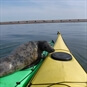 Canoeing & Kayaking Sunderland - Seal on Sea Kayak